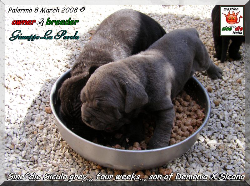 Cuccioli Sine^die Demonia x Sicano,,, Palermo 8 March 2008,,,