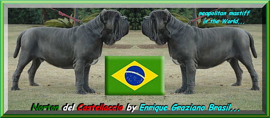 neapolitan mastiff in the World,,, brasile  Norton del Castellaccio,,,
