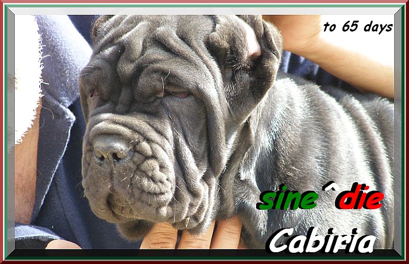 sine^die Cabiria,,, breeder mastino sine^die italia 0598