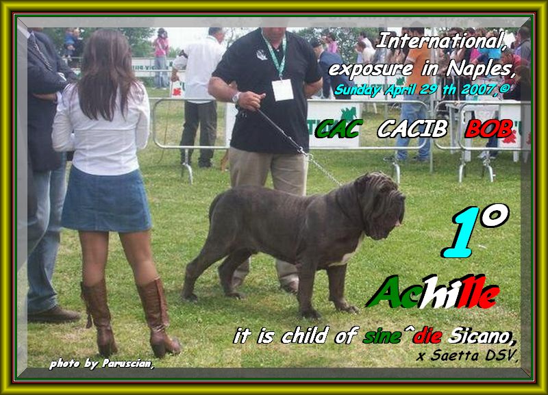 Achille figlio di sine^die Sicano,,, excellent - CAC - CACIB - BOB   Expo int. Napoli,,,