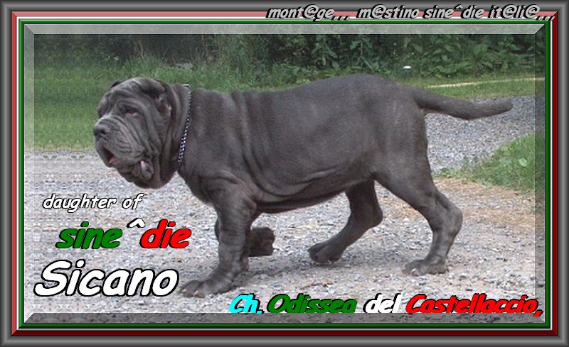 Ch. Odissea del Castellaccio figlia di sine^die Sicano