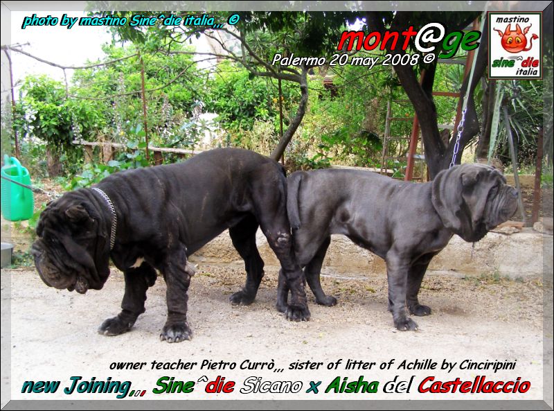 Joining,,, Sine^die Sicano x Aisha del castellaccio owner Pietro Curro,,,