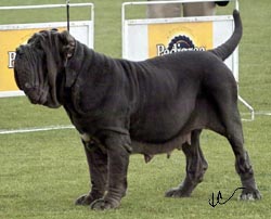 eva dello stradone - 2 ch fem