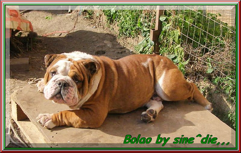 Bolao by sine^die