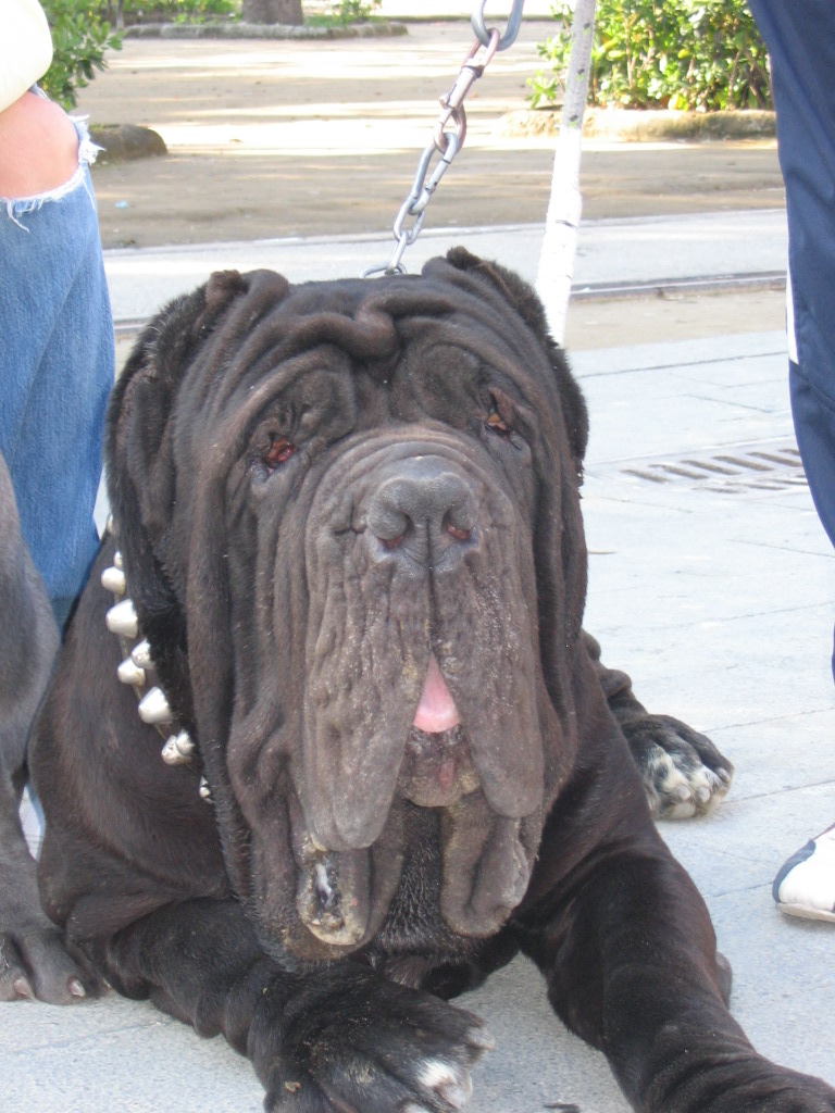 Guaglione by Zambrano Roberto - 3