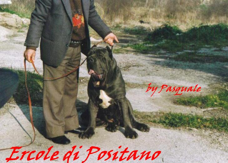 ercole di positano -