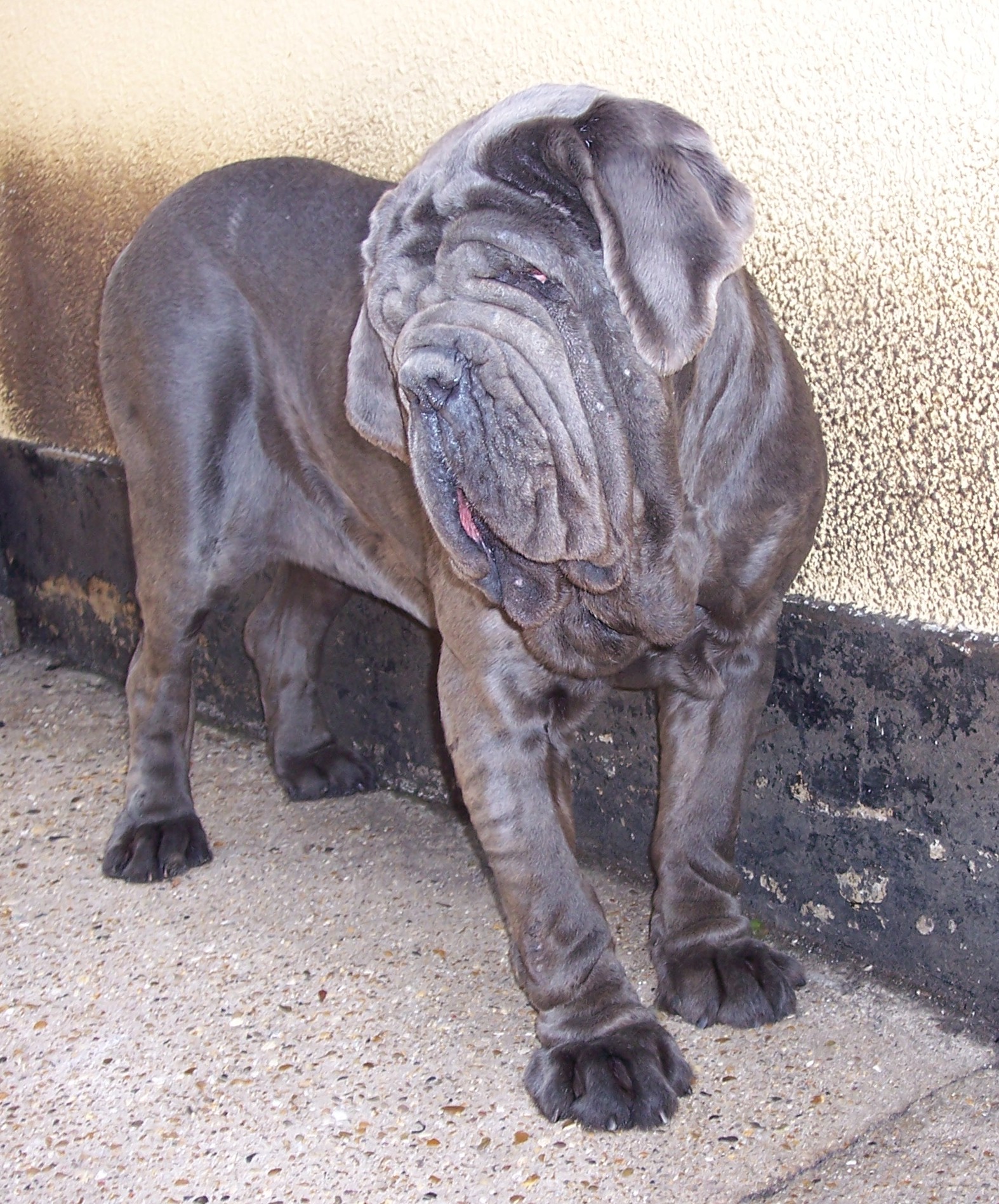 04062006.dogs 118