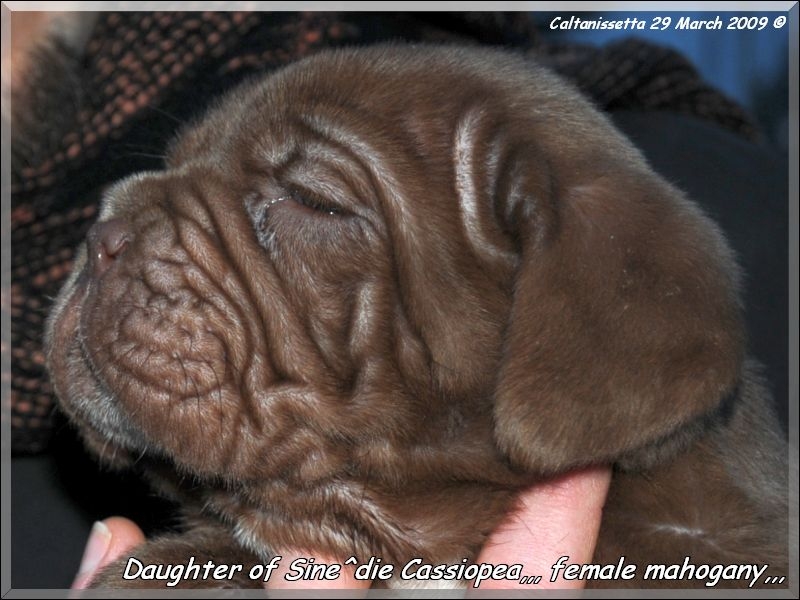 Graziano e  Sine^die Puppy  mahogany,,,,