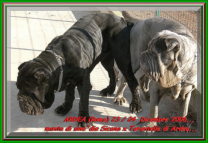 Monta Sicano x Tarantella 23 ,, 24 Dicembre 2006 xxx