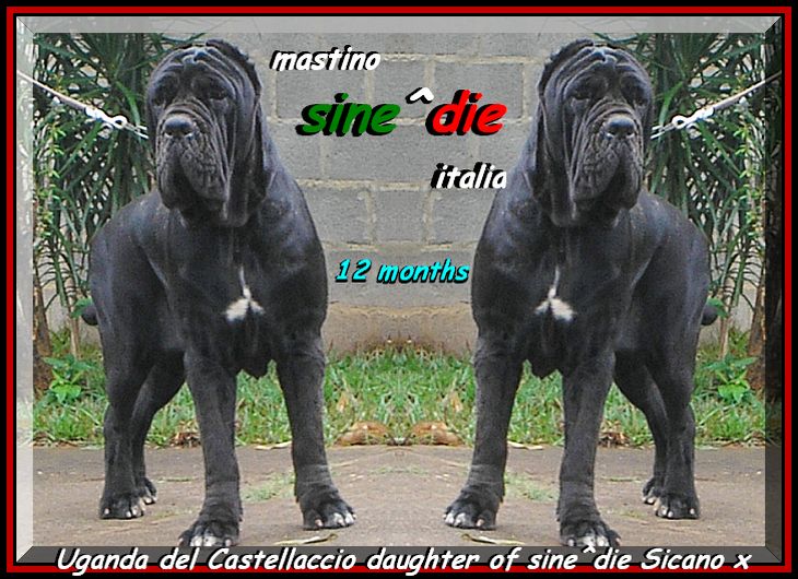 Uganda del Castellaccio. children of sine^die Sicano in the World. ooo