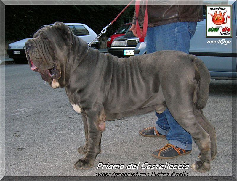 Priamo del Castellaccio,, owner Anello Pietro, mont@ge mastino sine^die italia,,, x Giuliano