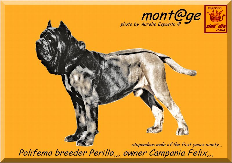 polifemo by campania felix