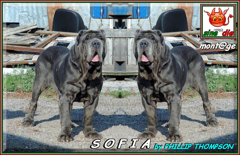 SOFIA,,, by PHILLIP THOMPSON