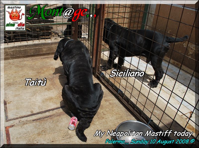 Taitu & Siciliano owner mastino Sine^die italia,,,