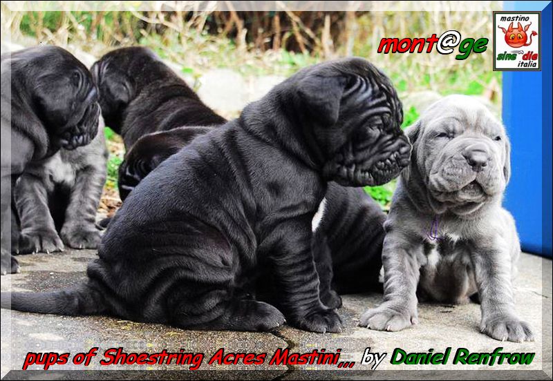 cuccioli di Sine^die Divina x Arturo Thundermug,,, owner & breeder Daniel Renfrow