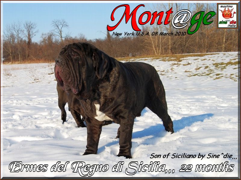 Ermes son of Siciliano 8 march 2010,,