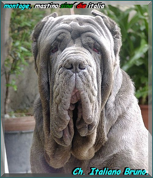 Ch Italiano Bruno by Enrico Sorrentino oxo