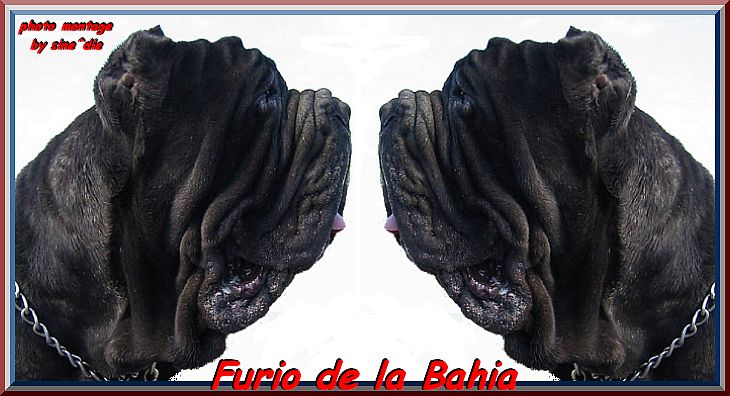 top neapolitan mastiff Furio de la Bahia oo by gallery mastino sine^die italia