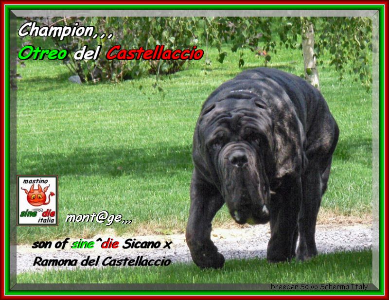 Ch. Otreo del Castellaccio children of sine^die Sicano xo
