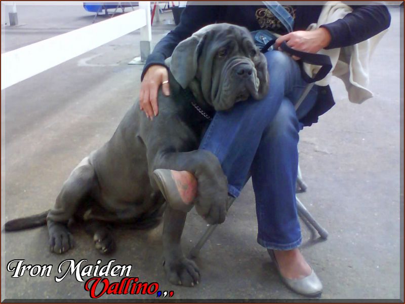 Vallino Iron Maiden.