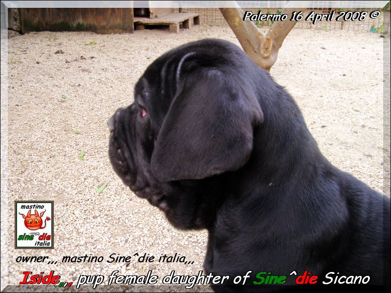 Iside,,, Daughter of Sine^die Sicano 2 months,,