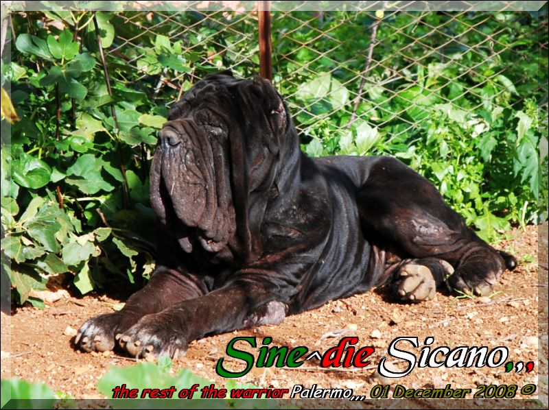 Sine^die Sicano,,, 01 December 2008,