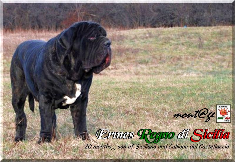 Ermes 27 December 2009,,,,,