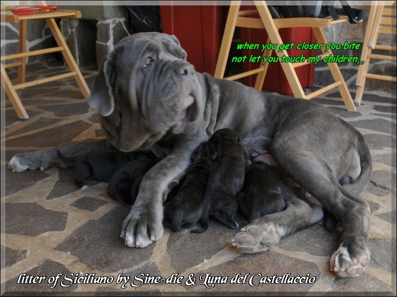 new litter Siciliano x luna 2009,,,,