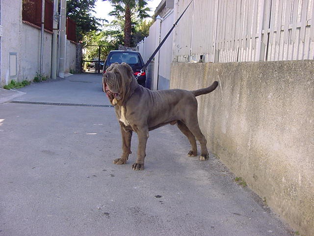 anello4