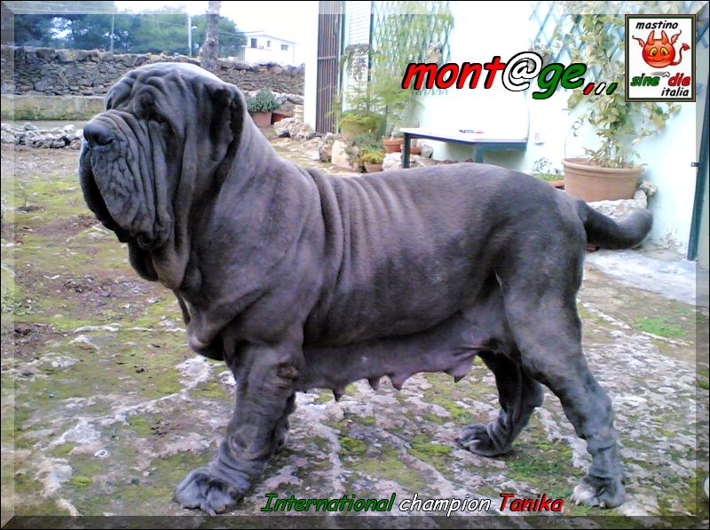Campionessa internazionale Tanika,,,