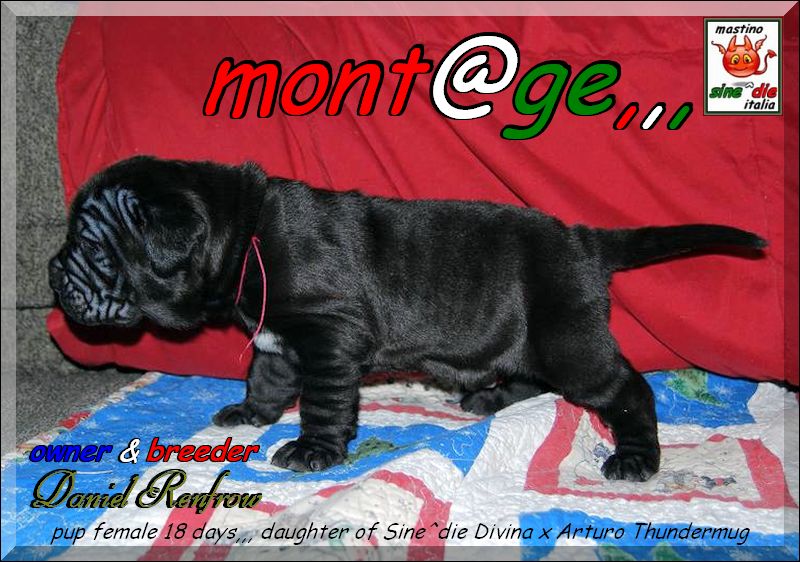 Cucciolo female 18 days,,, owner & breeder  Daniel Renfrow,,,