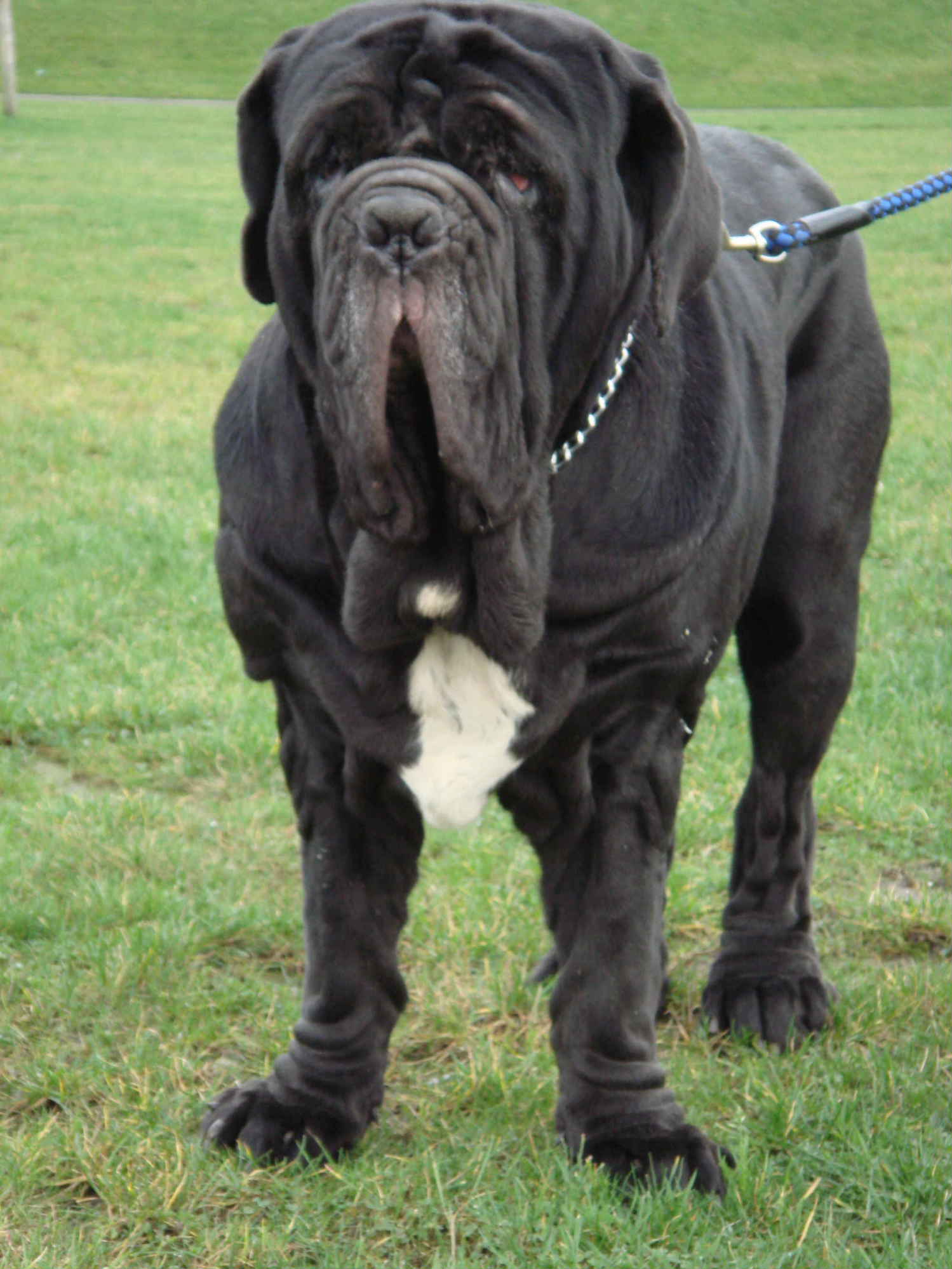 OGRE DE AZZURRA FRENTE