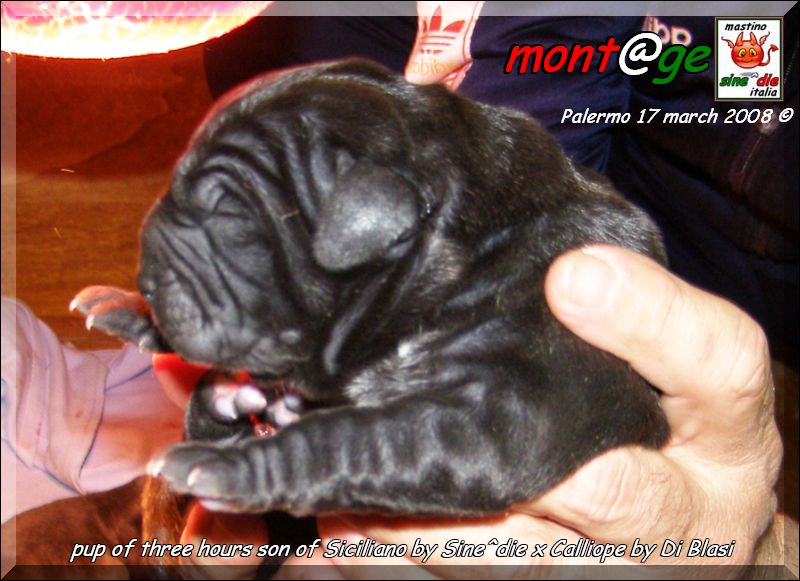 Cuccioli Di Siciliano By Sine^die x Calliope by Di Blasi,,, 17 March 2008