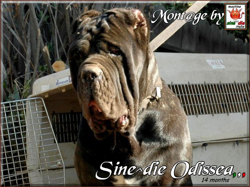 Sine^die Odissea 14 months