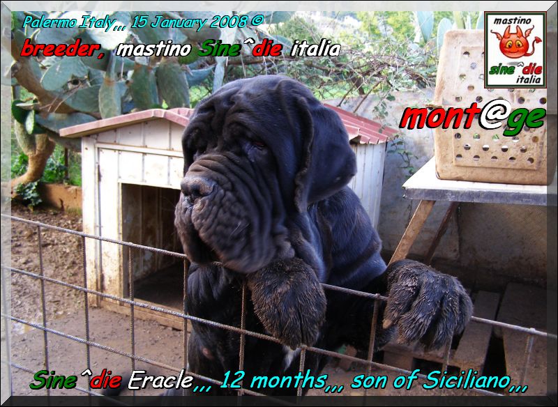 Sine^die Eracle,,, 12 months son of Sicano breeder mastino Sine^die italia