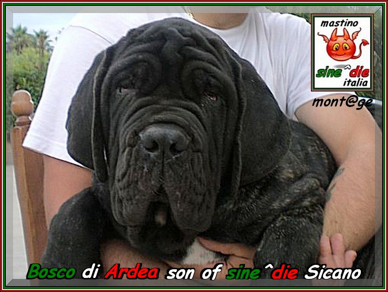 Bosco di Ardea figlio di sine^die Sicano,,,,