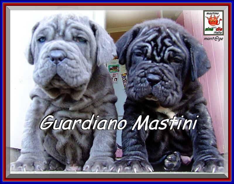 Guardiano Mastini new zealand,,, sine^die montage,,,