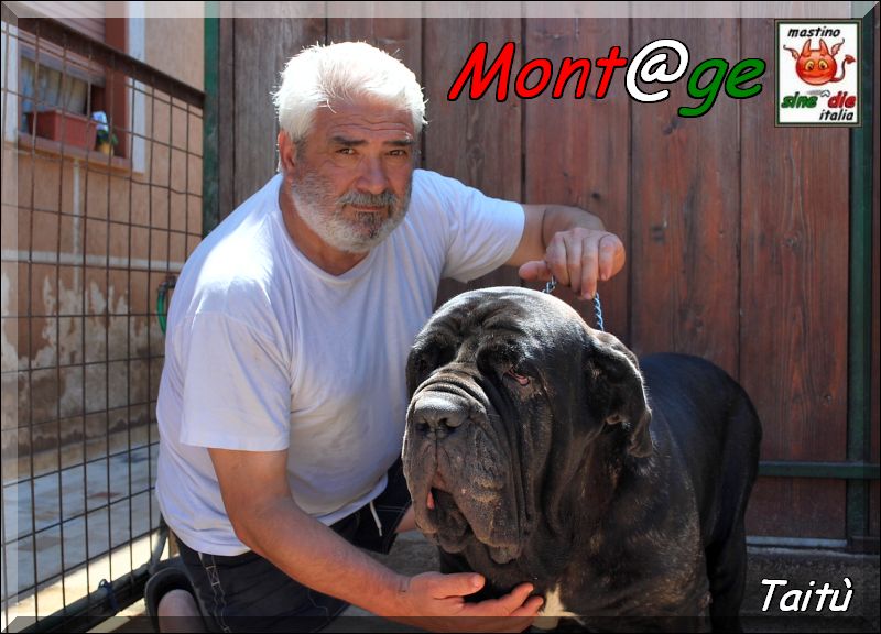 Taitu owner breeding,,, mastino Sine^die italia,,,,