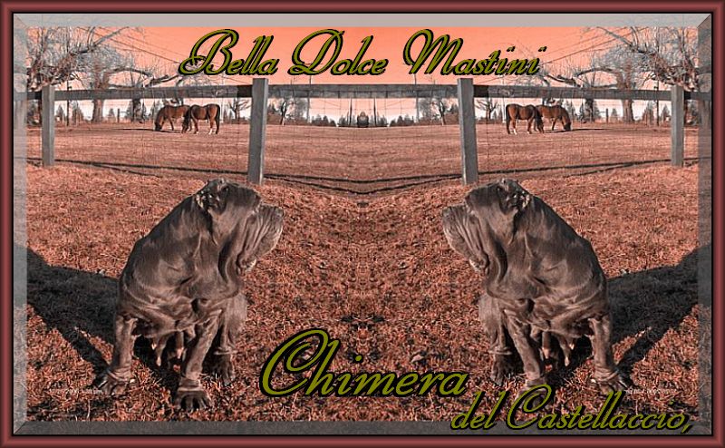Chimera del Castellaccio,,,