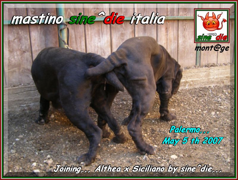 Joining,,, Althea x Siciliano by sine^die,,, ooo