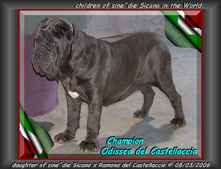 Ch. Odissea del Castellaccio 730 daughter of sine^die Sicano xz