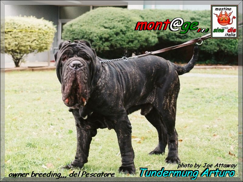 Thundermung Arturo,,,, mont@ge mastino sine^die italia,