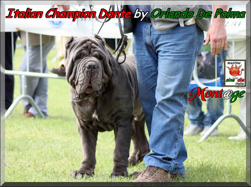 Italian Champion Dante by Orlando De Palma