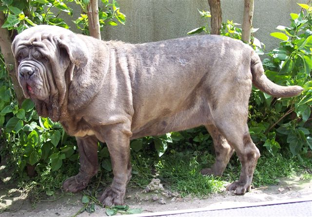 04062006.dogs 094