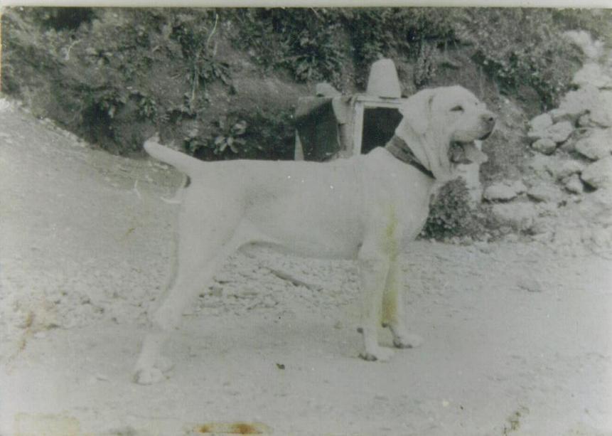 mastino bianco anni 70