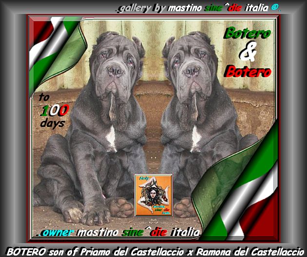 Botero owner mastino sine^die italia