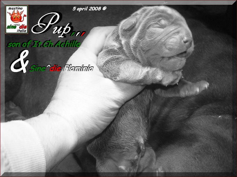 Cuccioli   Achille by Di Blasi x Sine^ die Flamninia,,, 5 aprile 2008,,,