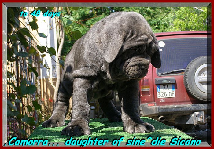 by sine^die Camorra daughter of sine^die Sicano.... 0374