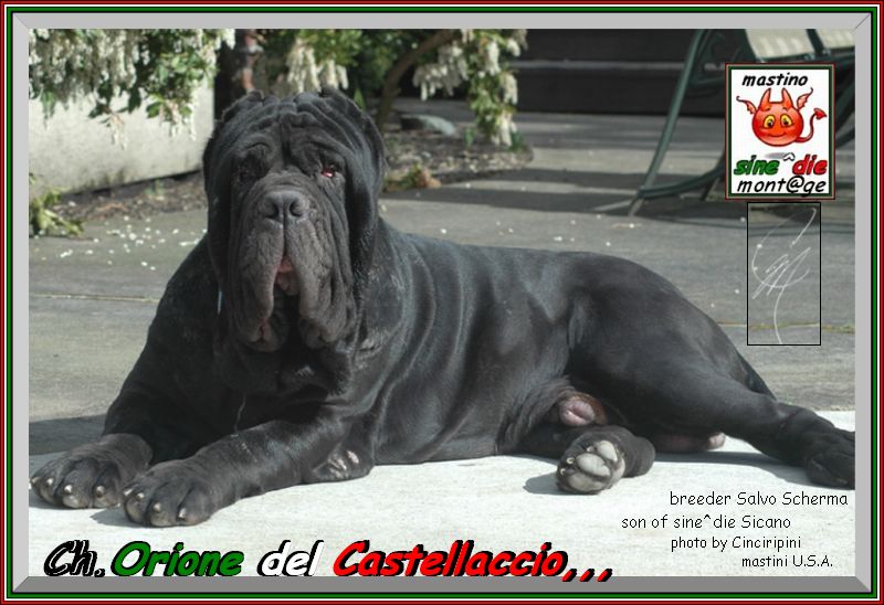 Ch. Orione del Castellaccio,,, son of sine^die Sicano,,, 800 pixsel