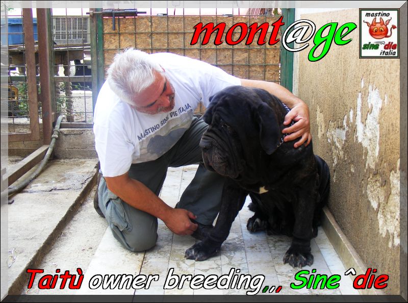 Taitu,,, owner mastino sine^die italia,,,